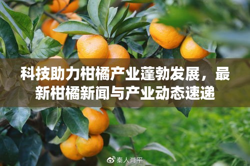 科技助力柑橘产业蓬勃发展，最新柑橘新闻与产业动态速递
