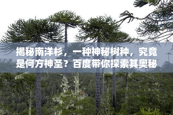 揭秘南洋杉，一种神秘树种，究竟是何方神圣？百度带你探索其奥秘！