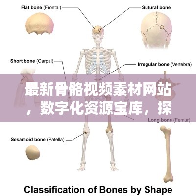 最新骨骼视频素材网站，数字化资源宝库，探索骨骼科学的奥秘之旅