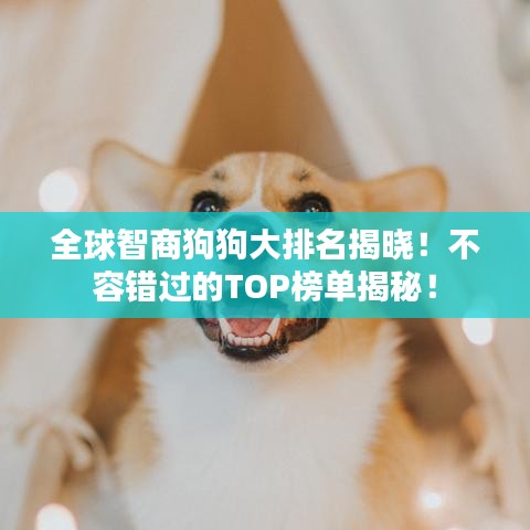 全球智商狗狗大排名揭晓！不容错过的TOP榜单揭秘！