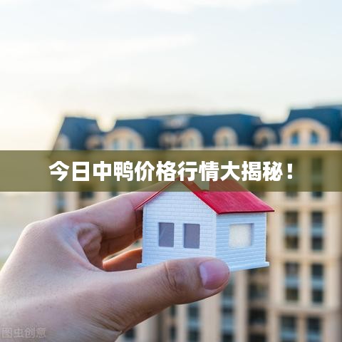今日中鸭价格行情大揭秘！