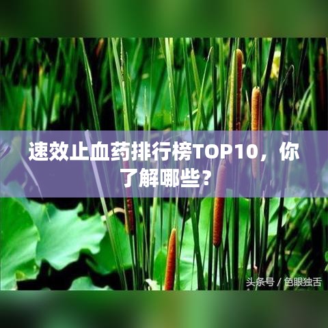 速效止血药排行榜TOP10，你了解哪些？