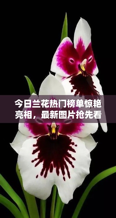 今日兰花热门榜单惊艳亮相，最新图片抢先看