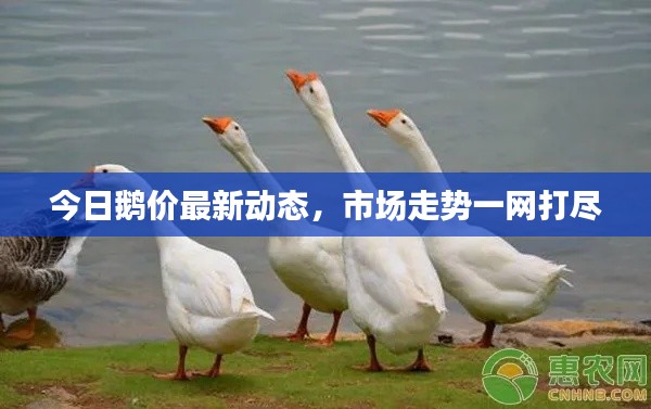 今日鹅价最新动态，市场走势一网打尽