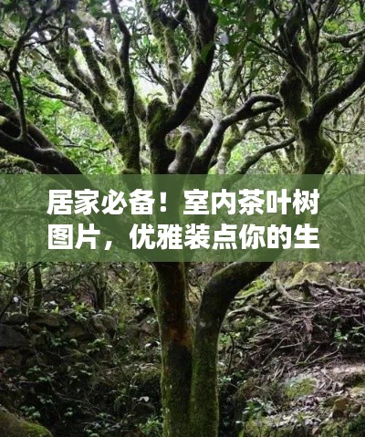 居家必备！室内茶叶树图片，优雅装点你的生活环境