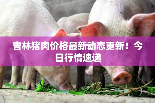吉林猪肉价格最新动态更新！今日行情速递