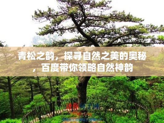 青松之韵，探寻自然之美的奥秘，百度带你领略自然神韵