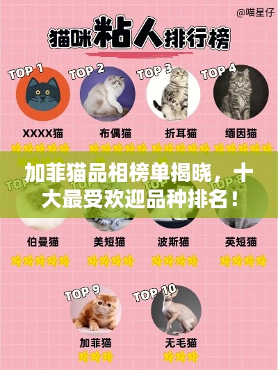 加菲猫品相榜单揭晓，十大最受欢迎品种排名！