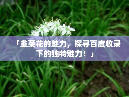 「韭菜花的魅力，探寻百度收录下的独特魅力！」