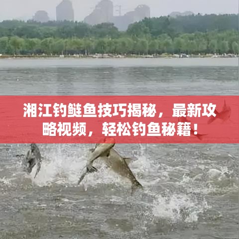 湘江钓鲢鱼技巧揭秘，最新攻略视频，轻松钓鱼秘籍！