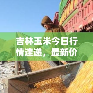 吉林玉米今日行情速递，最新价格一览